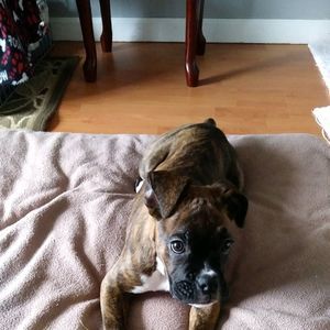 Meet your Posher, Lilly